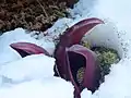 雪を溶かし開花する