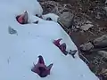 積雪が残る群生地