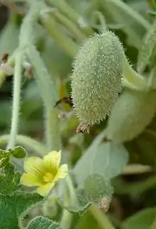 テッポウウリEcballium elaterium