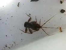 クロタニガワカゲロウの幼虫