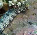 クモウツボEchidna nebulosa（アラシウツボ属）