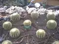 ブドゥグル植物園、バリ島