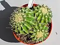Echinocactus grusonii v. inermis