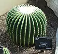 白色で棘の無い株 - キューガーデン（王立植物園、イギリス）
