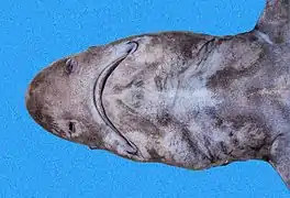頭部を下側から見た図