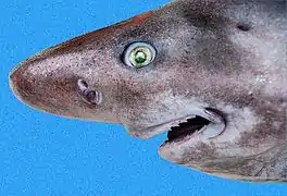 頭部