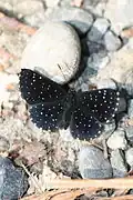 Echydna punctata, ペルー