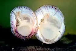ネコゼフネガイの軟体部