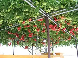 「花の牧場」で見られるトマトの木。ギネス世界記録認定。