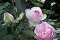 ピエール・ド・ロンサール