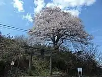 春の種蒔き桜