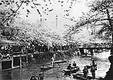 江戸川桜花満開(「東京名所写真帖」 1910年7月発刊)