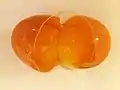 Double-yolk egg - Opened
