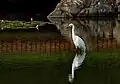 コサギ(慶沢園にて)