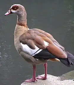 エジプトガン