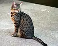 ブロンズカラーのエジプシャンマウ