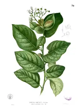 Ehretia acuminata