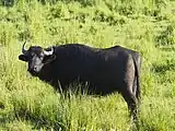 ドナウ・デルタなどヨーロッパの各地で絶滅種の代用として試験的に野生導入が開始されているスイギュウ。