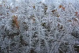 枝状の霜