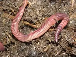 Eisenia foetida