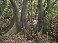 登山道で見られる小笠原固有種のシマホルトノキ