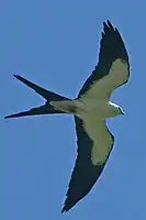 ツバメトビ Elanoides forficatus