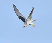 オジロトビ Elanus leucurus