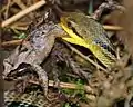 ヤマアカガエルを捕食する