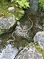 泳いで水域を移動する