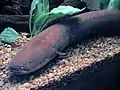 デンキウナギ