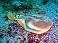 Narke capensis