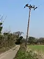参考：木製の電柱