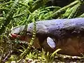 成魚(140cm)