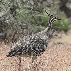 カンムリシギダチョウ