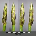 小穂Eleocharis uniglumi・以下も