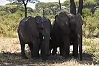 アフリカゾウ