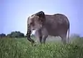 ゾウ