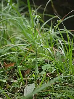 Youngja japonica