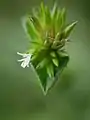 個々の小花序