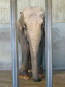 インドゾウの諏訪子（神戸市立王子動物園）