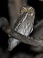サボテンフクロウM. whitneyi