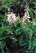Elliottia racemosaタイプ種