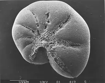 Elphidium底生有孔虫の広く豊富な属