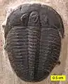 カンブリア紀を代表する節足動物三葉虫 体長は1cm弱から大きいものでは60cmまで