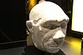 頭部の復元予想図（ロンドン自然史博物館）