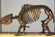 トクソドンの骨格標本、胴は太く、四肢は短く、特に前肢が短かった。