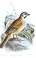 E. jankowskiiコマホオジロ