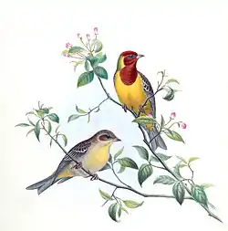 ズグロチャキンチョウ