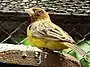 E. brunicepsチャキンチョウ