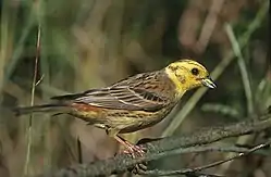 Emberiza citrinella